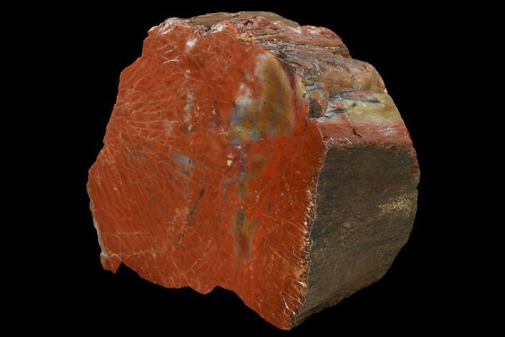 Polished, Petrified Wood (Araucarioxylon) - Arizona #165971